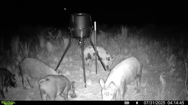 a view of a chairs in a yard