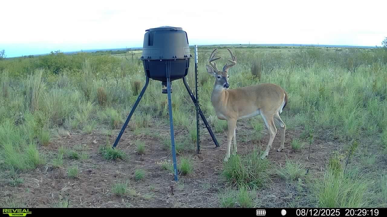248 County Road Dickens, TX 79229 - Photo 6 of 25 a view of a chairs in a yard