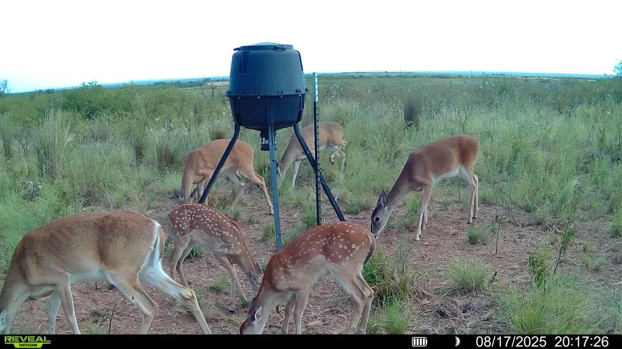 248 County Road Dickens, TX 79229 - Photo 7 of 25 a backyard of a house with table and chairs