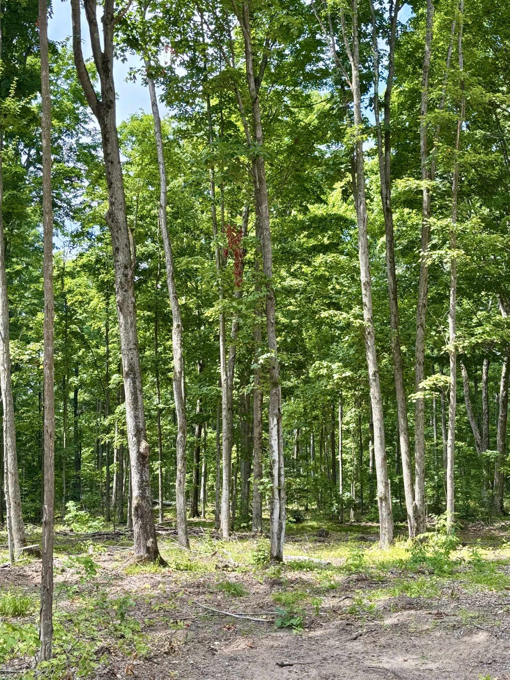 Lot 8 Northeast Manistee Ridge Drive Ne Kalkaska, MI 49646 - Photo 3 of 8
