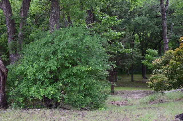 a view of a yard with plants and large trees