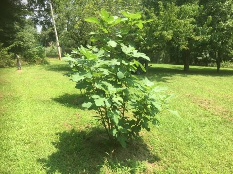 1199 Iron Bridge Road Columbia, TN 38401 - Photo 25 of 37