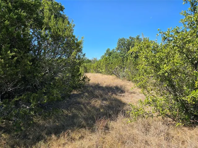 a view of a yard with a tree