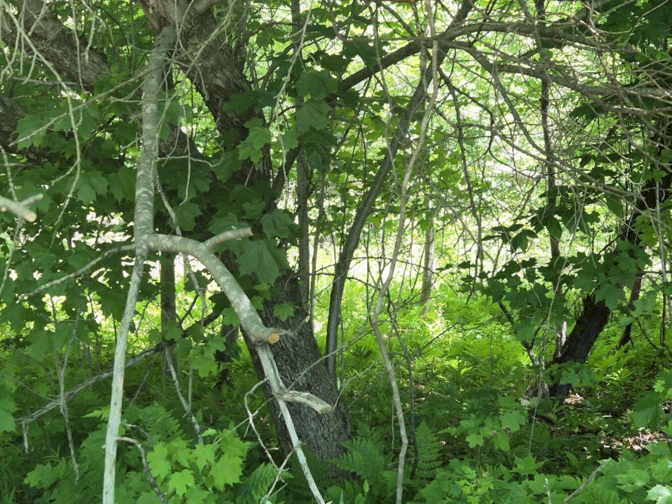 Mu23-l19b Holley Road Farmington, ME 04938 - Photo 5 of 6