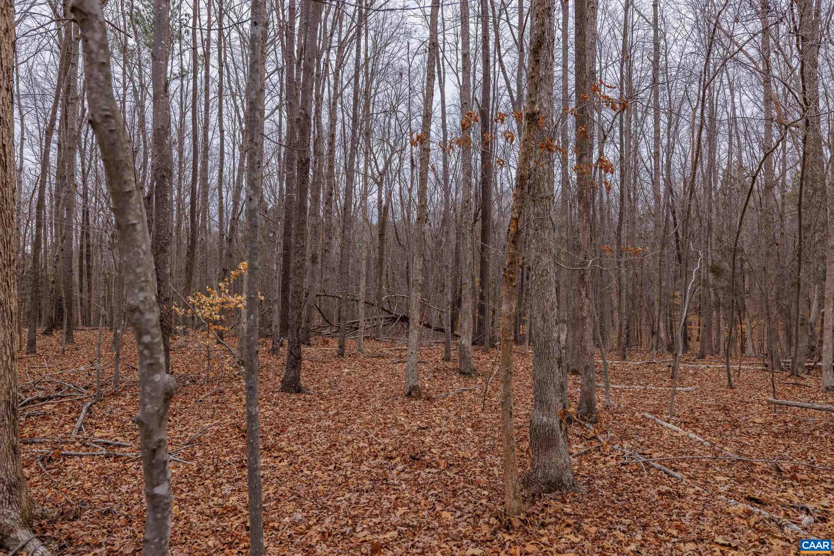 Lot 3 Piney Green Road Rice, VA 23966 - Photo 23 of 32 Gallery Image 23