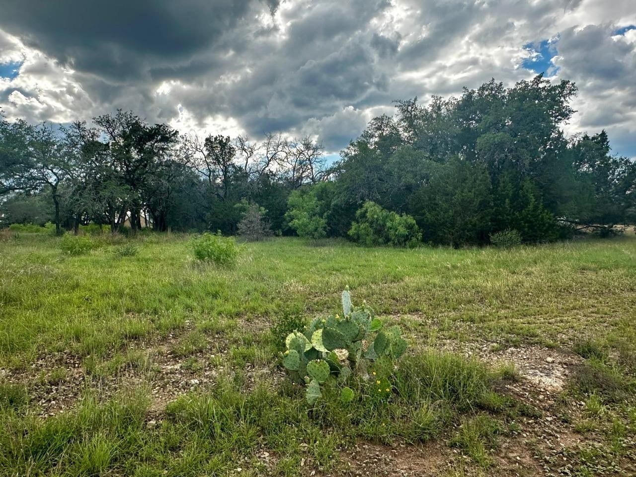 712 Coventry Road Spicewood, TX 78669 - Photo 21 of 21 a view of a green field with lots of bushes