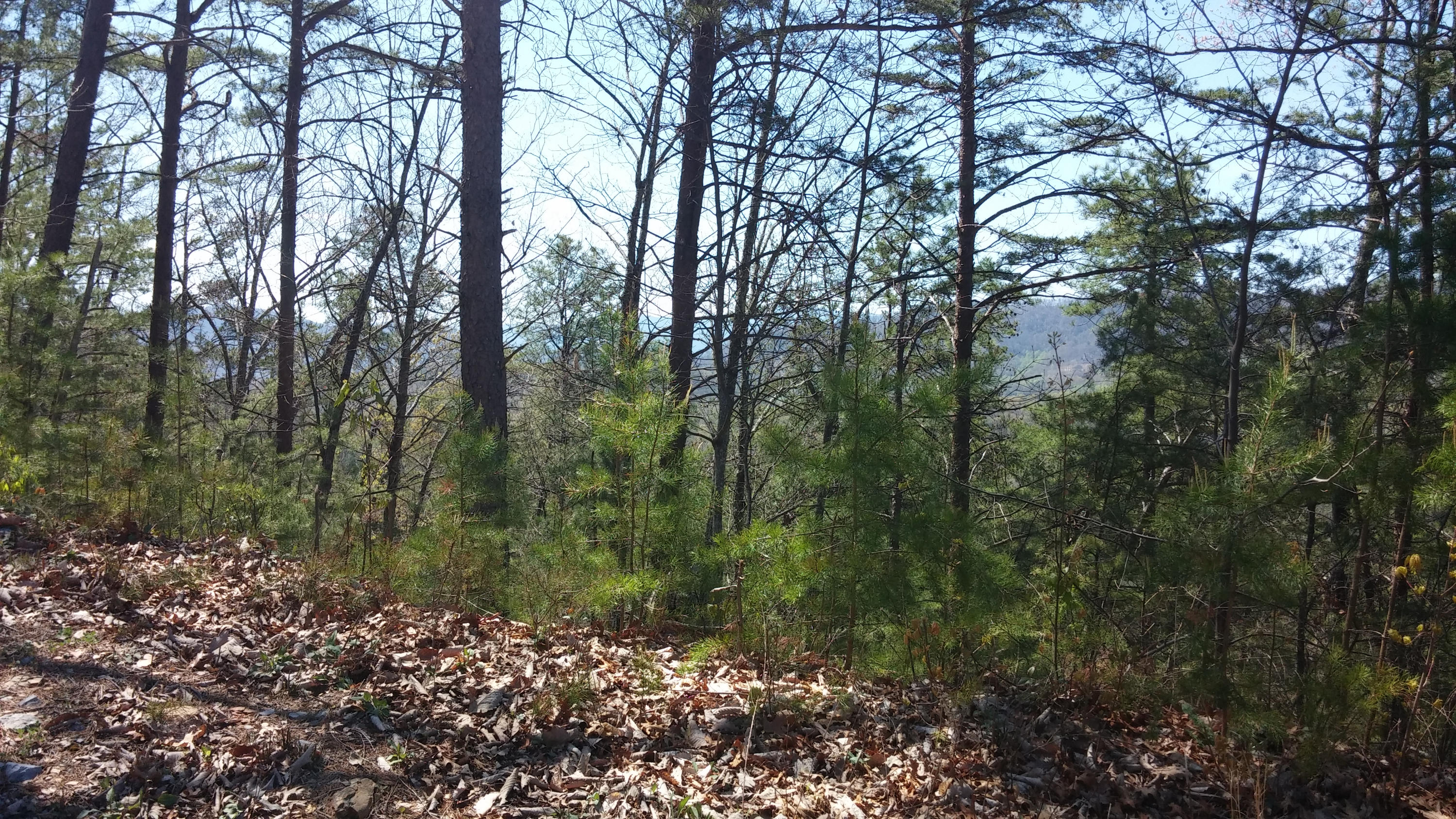 Lot 81E Homestead 2