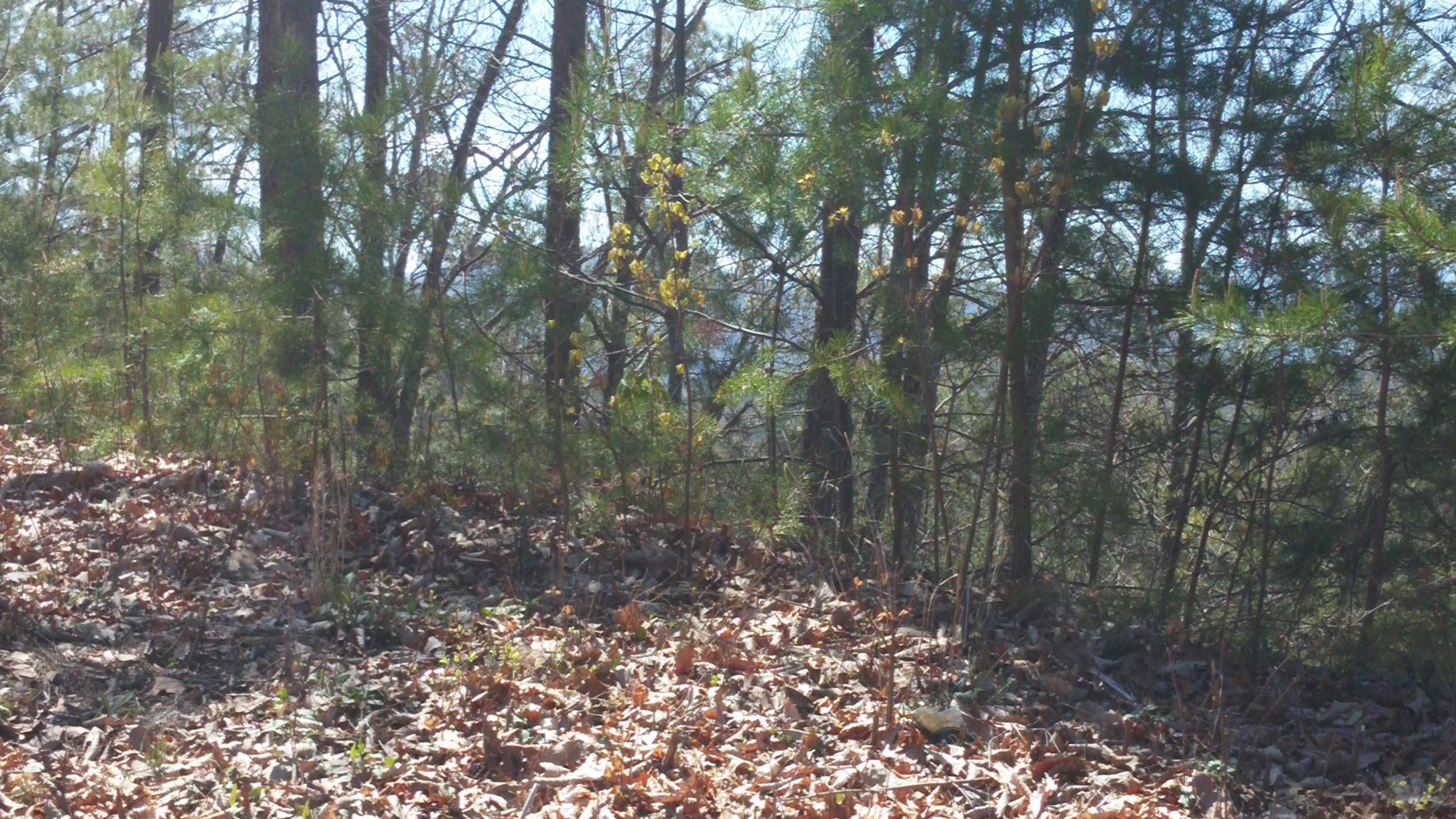 Lot 81 Redtail Road Sevierville, TN 37862 - Photo 2 of 6 Lot 81E Homestead