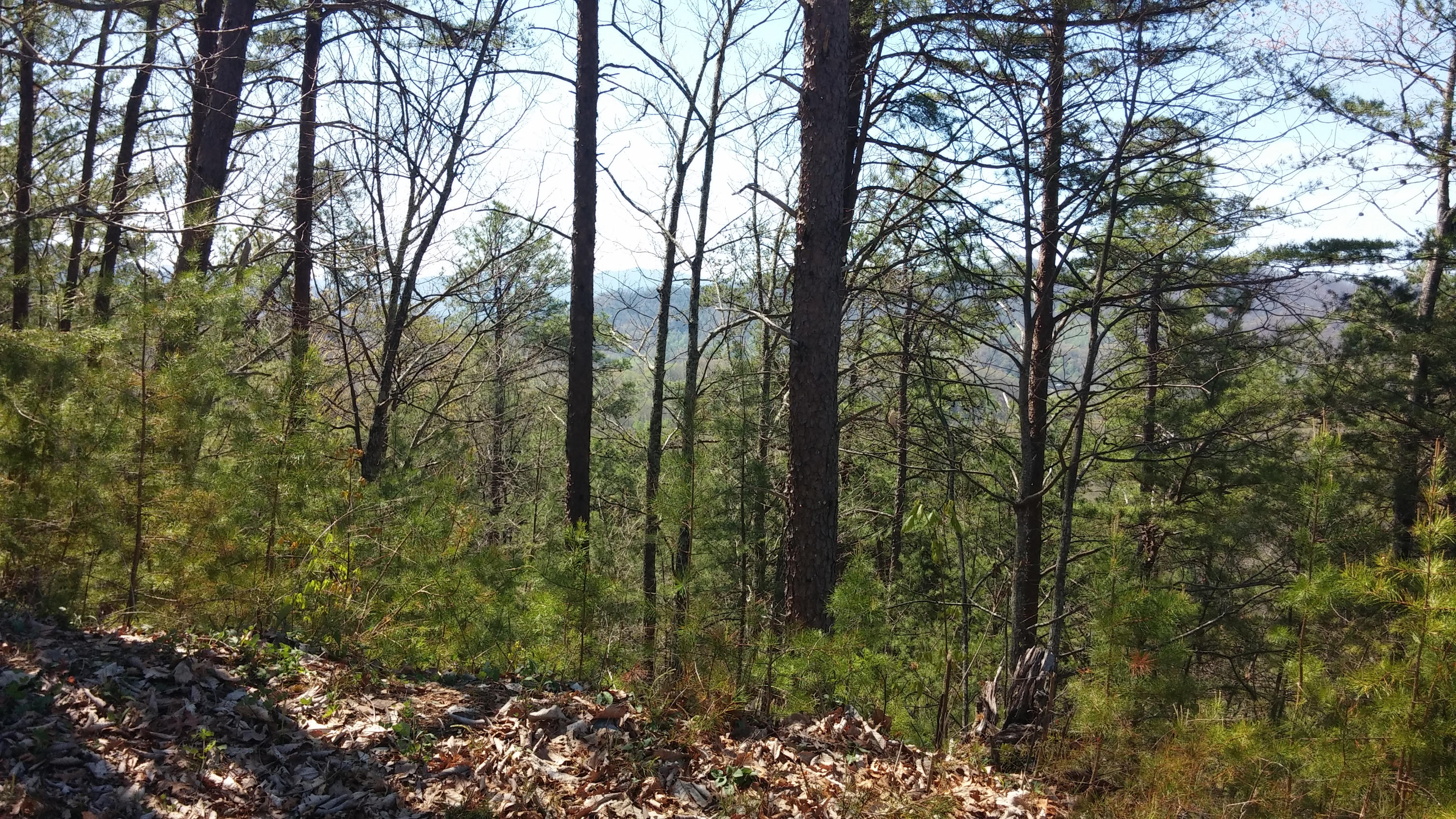 Lot 81 Redtail Road Sevierville, TN 37862 - Photo 3 of 6 Lot 81E Homestead 4