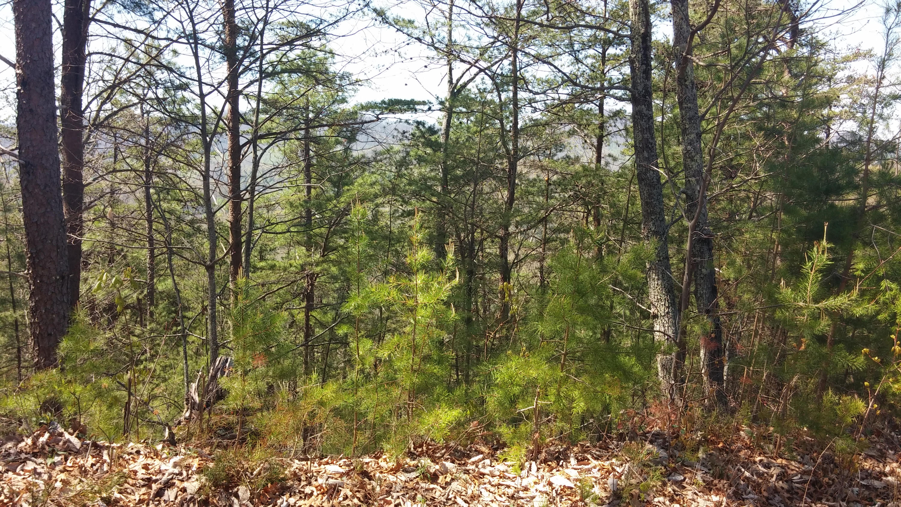 Lot 81 Redtail Road Sevierville, TN 37862 - Photo 4 of 6 Lot 81E Homestead 3
