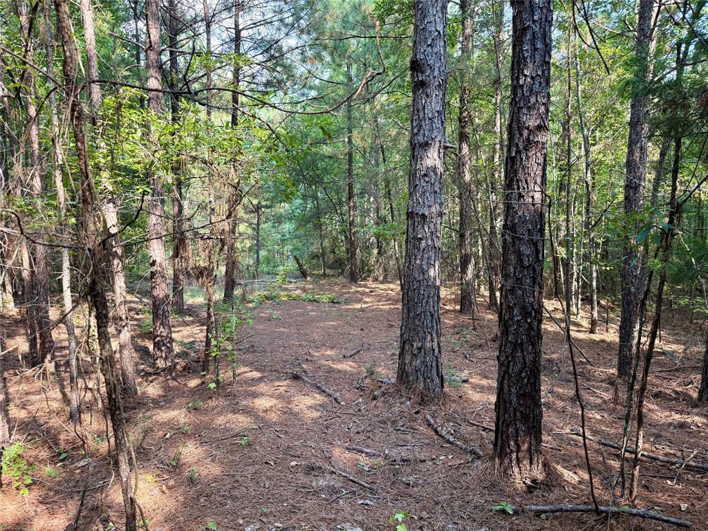 0 Best Road Simsboro, LA 71275 - Photo 2 of 8 a view of forest