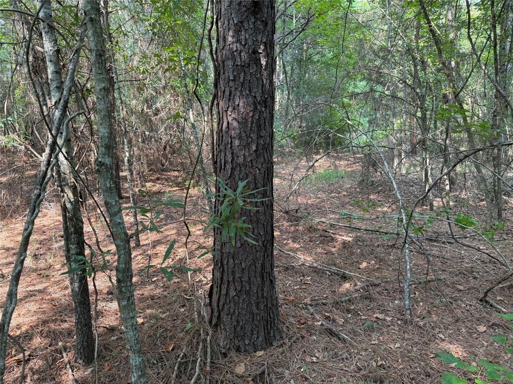 0 Best Road Simsboro, LA 71275 - Photo 3 of 8 a view of a forest