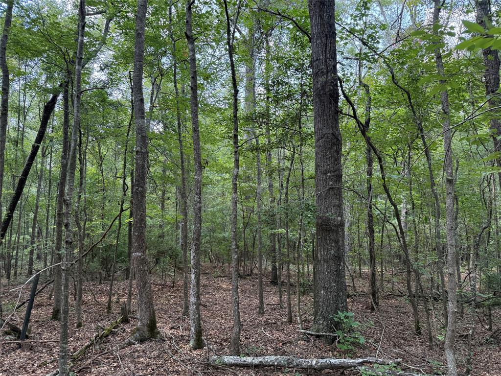 0 Best Road Simsboro, LA 71275 - Photo 4 of 8 a view of forest