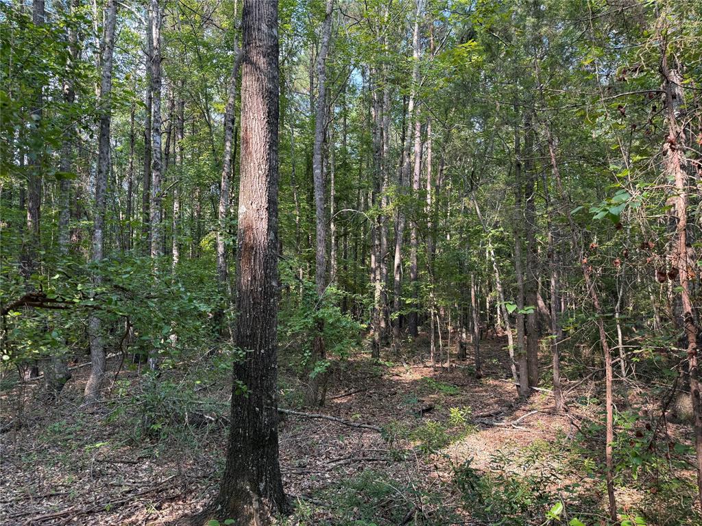 0 Best Road Simsboro, LA 71275 - Photo 5 of 8 a view of forest