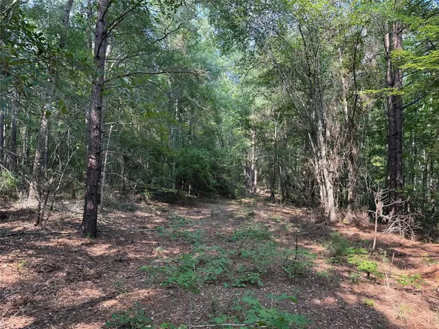 a view of a forest with trees in the background
