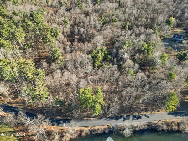 a view of a forest with a tree