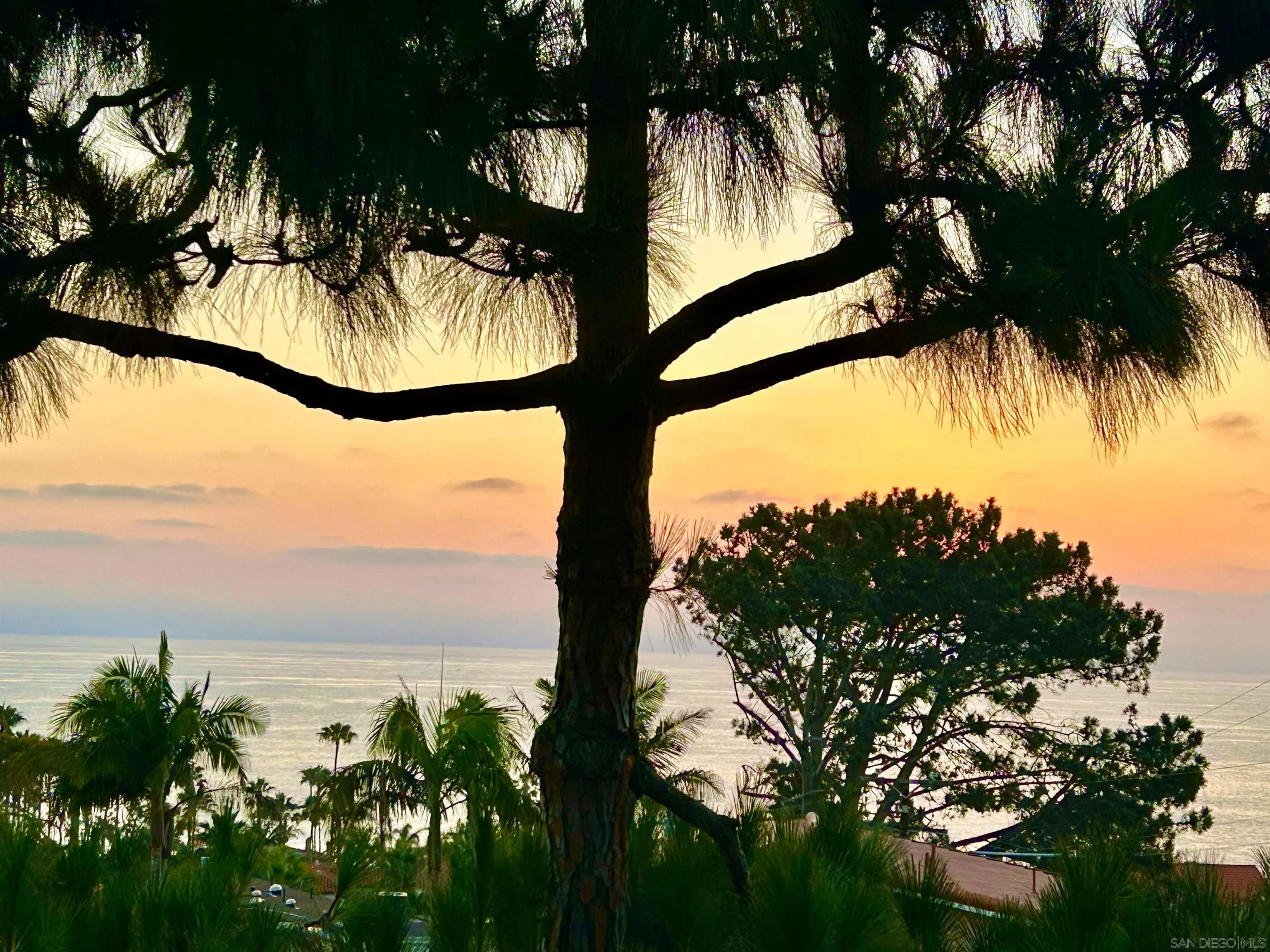 1005 Cornish Drive San Diego, CA 92107 - Photo 59 of 71 a view of a tree with a tree