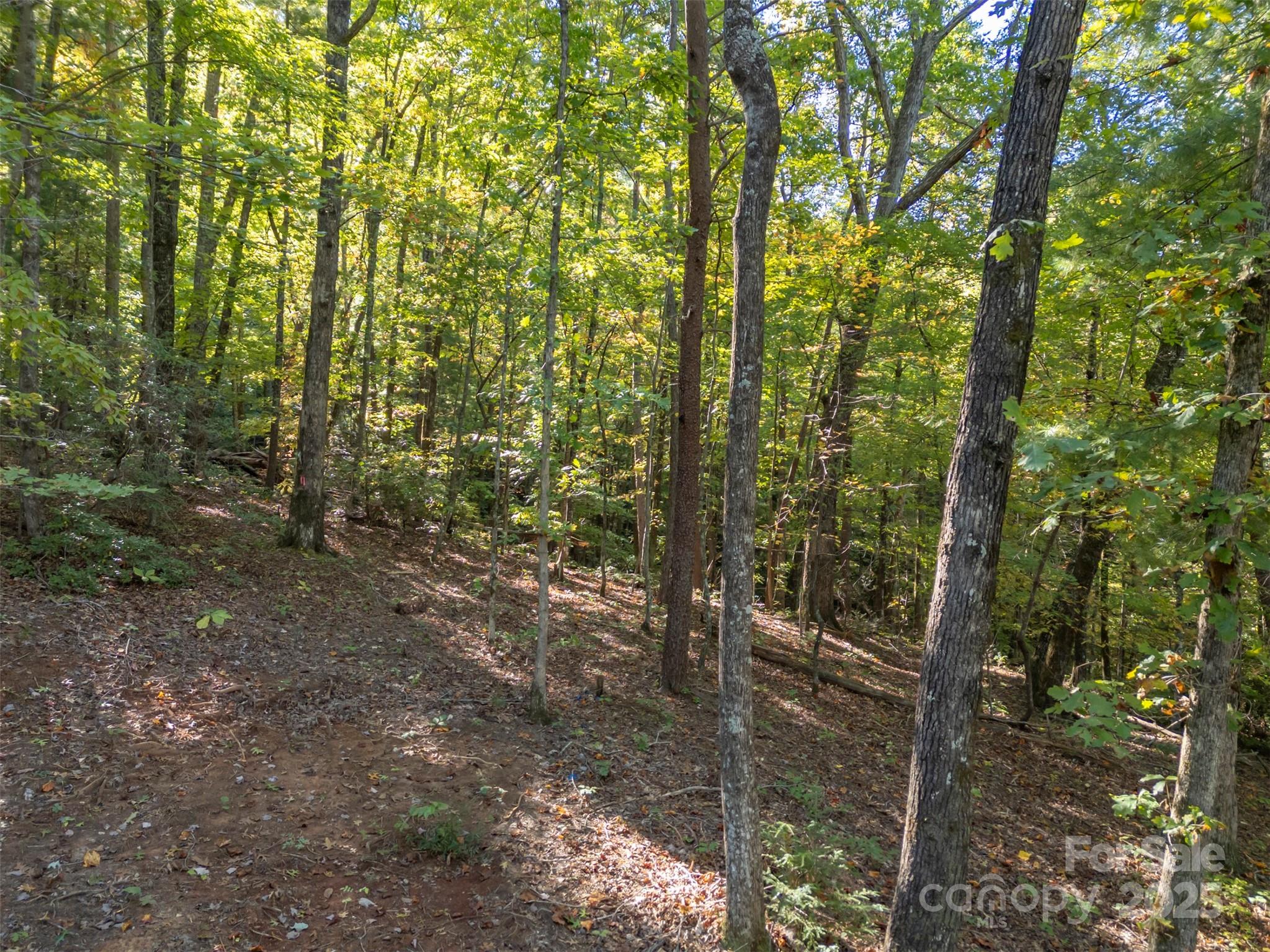 3298 Buffalo Creek Road Lake Lure, NC 28746 - Photo 3 of 26 a view of a forest with trees