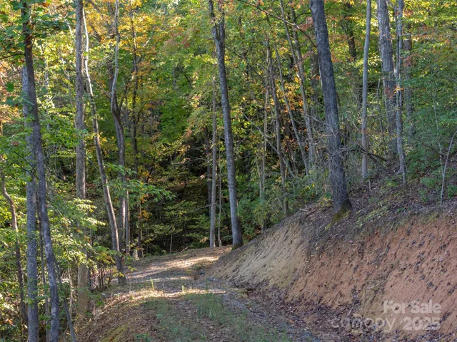 a view of a forest with trees