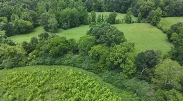 a view of a lush green forest with lawn chairs under a large tree