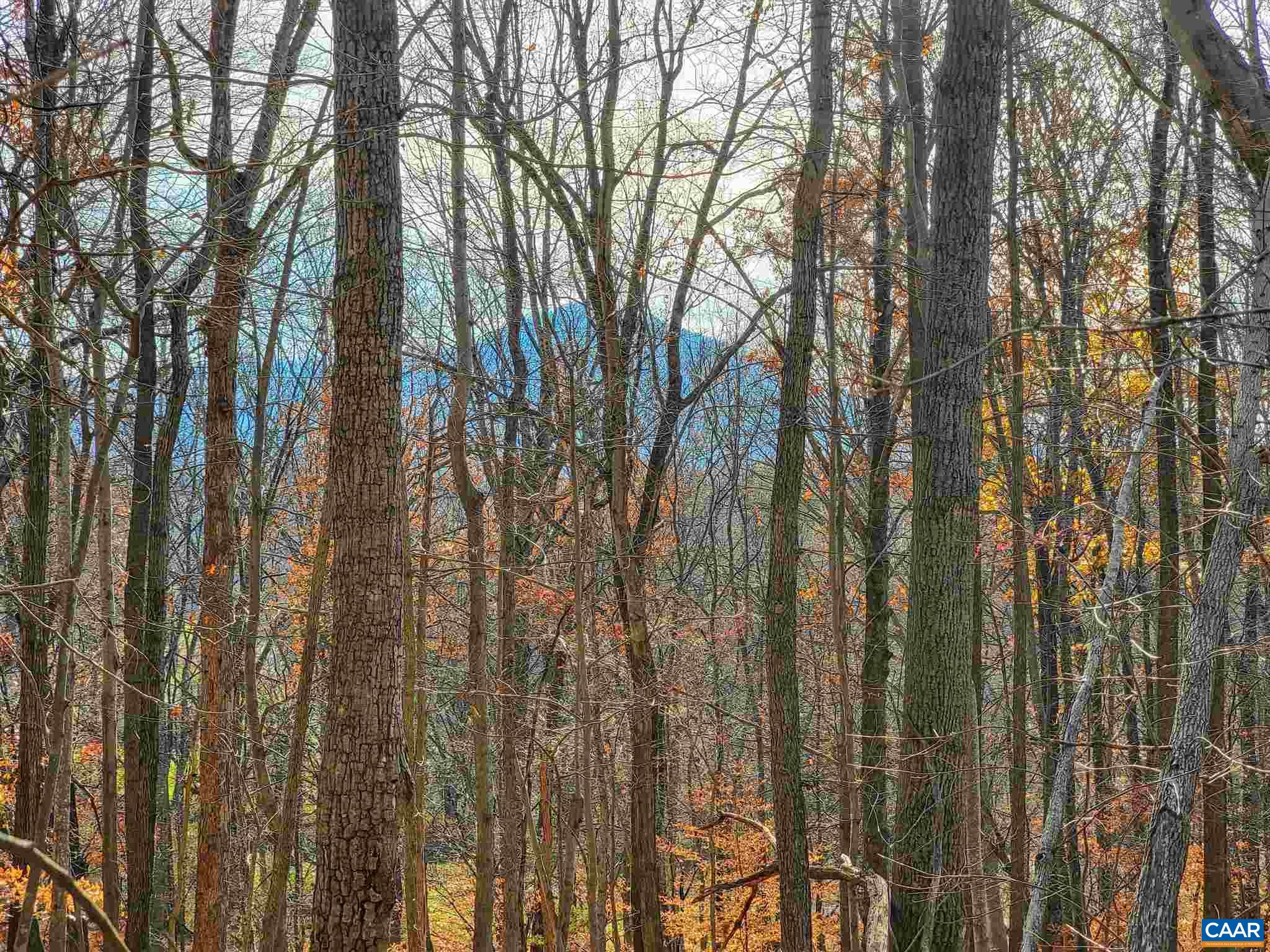 Lot I Blundell Hollow Road Afton, VA 22920 - Photo 2 of 15 a view of forest