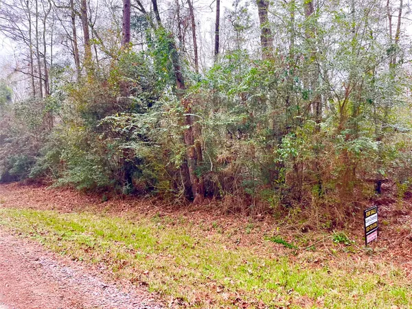 a view of a yard with plants and large trees