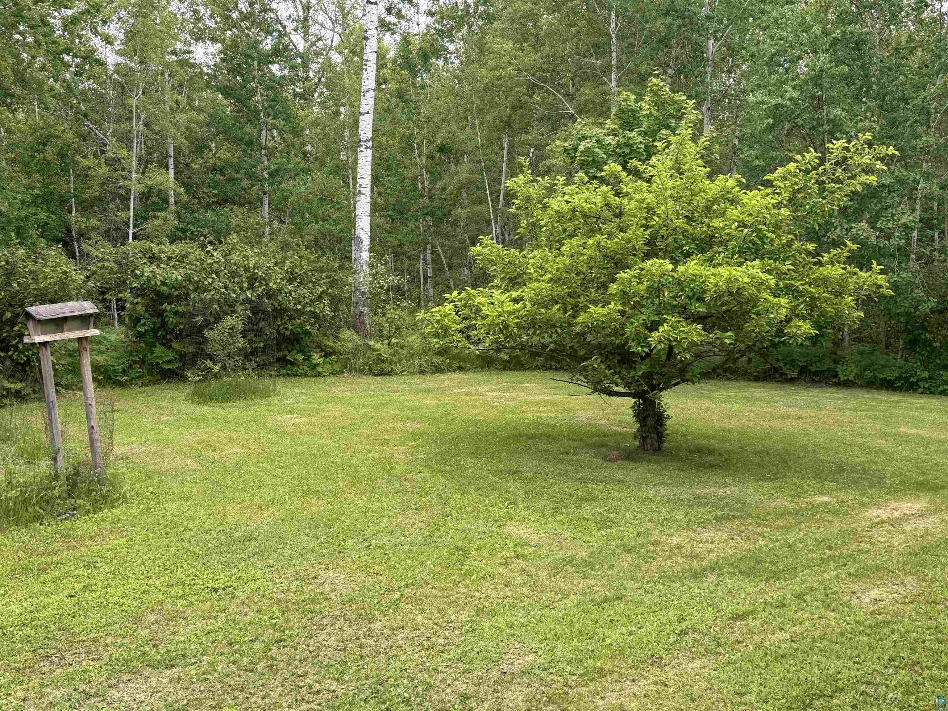 1745 Becks Road Maple, WI 54854 - Photo 37 of 46 Expansive green lawn with a mature apple tree providing natural shade