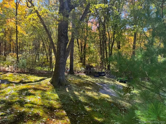 a view of a yard with plants and trees