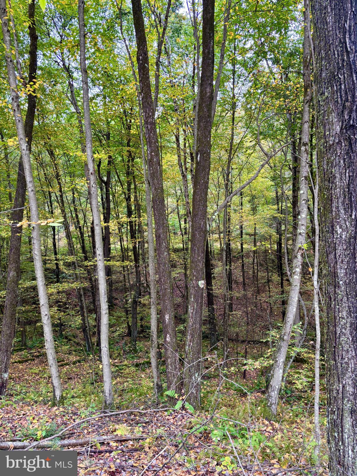1 Beech Creek Mountain Road Beech Creek, PA 16822 - Photo 11 of 22 a backyard of a house with lots of trees