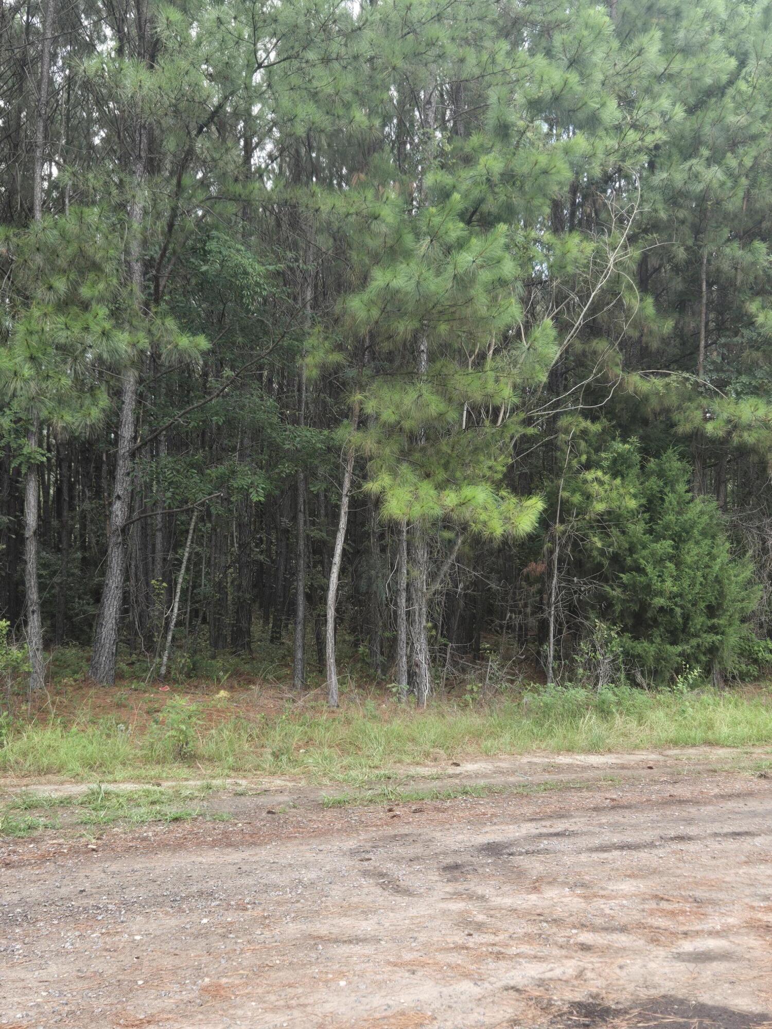 0 Rodenberry Road Cross, SC 29436 - Photo 4 of 8 20240712_111629