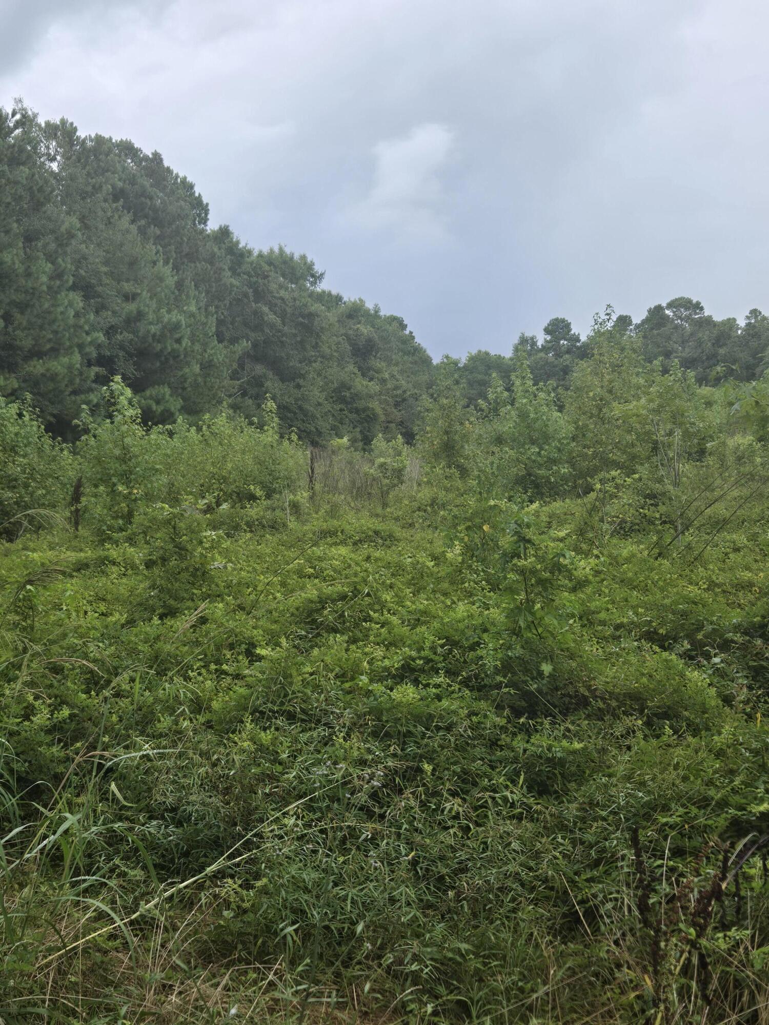 0 Rodenberry Road Cross, SC 29436 - Photo 5 of 8 20240712_111356