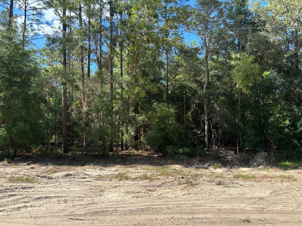 0 Southwest 93rd Place Dunnellon, FL 34432 - Photo 2 of 2 a view of a yard with a trees
