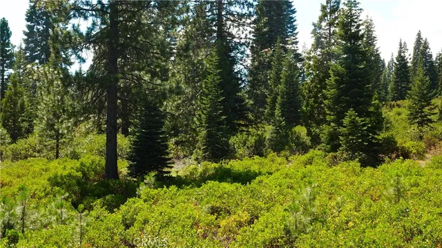 a view of a garden with plants