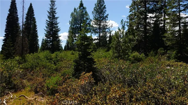 a view of a forest with a tree