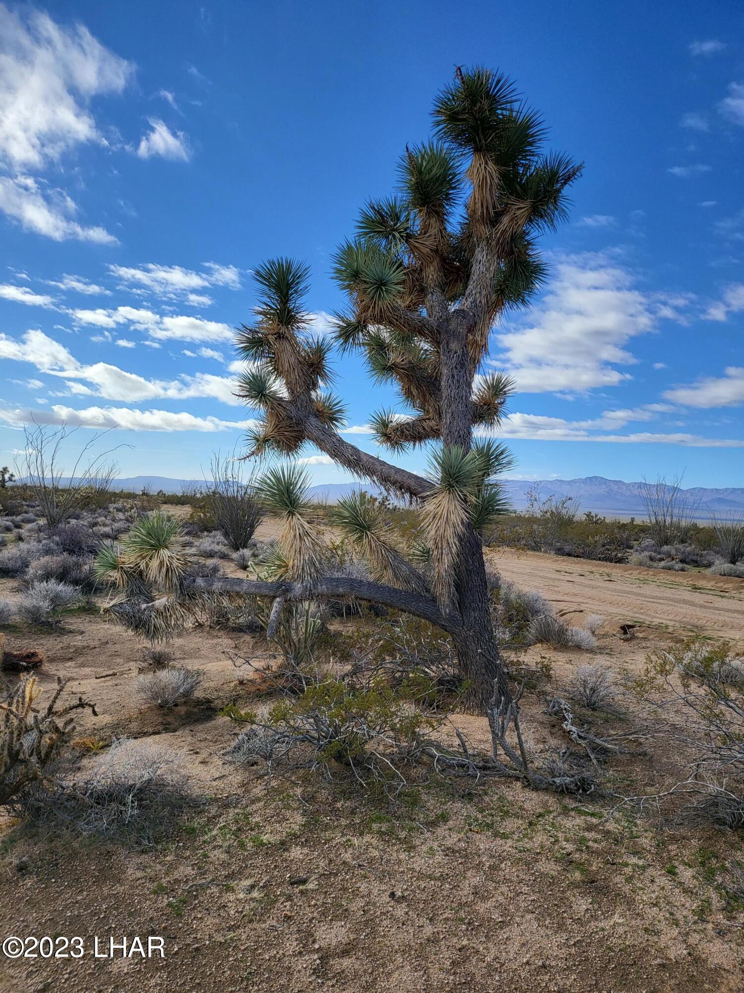 2828 South Billy The Kid Road Yucca, AZ 86438 - Photo 4 of 7 20230103_110908