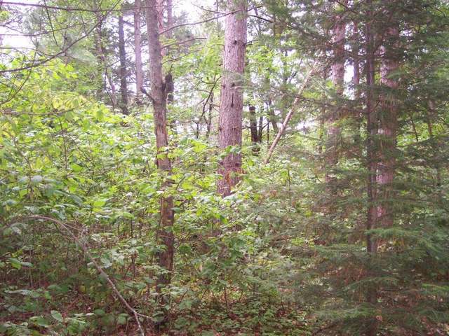 10418 S Road, Unit LOT 29 Tomahawk, WI 54487 - Photo 6 of 8 Gallery Image 6