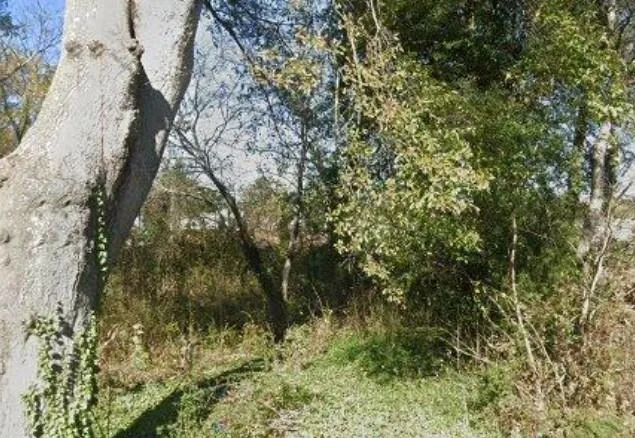 a view of a tree in a yard