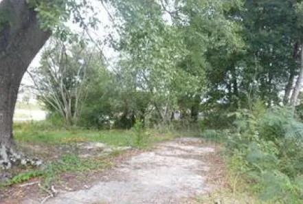 a view of a forest with trees in the background