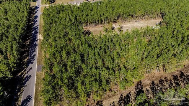a view of a lush green forest