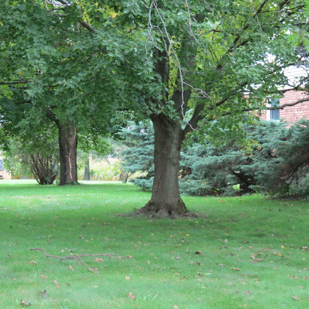 27160 South Center Road Monee, IL 60449 - Photo 5 of 7 a view of a garden with a tree