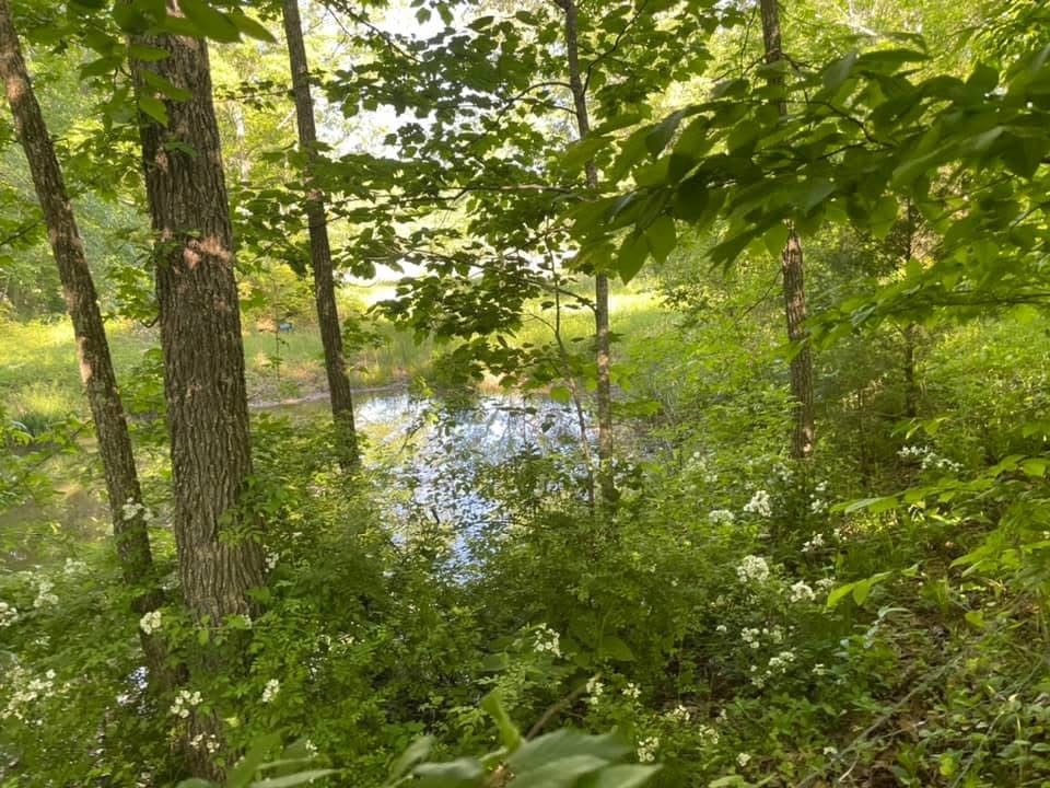 0 White Ridge Road Pelham, TN 37366 - Photo 4 of 5 Gallery Image 4