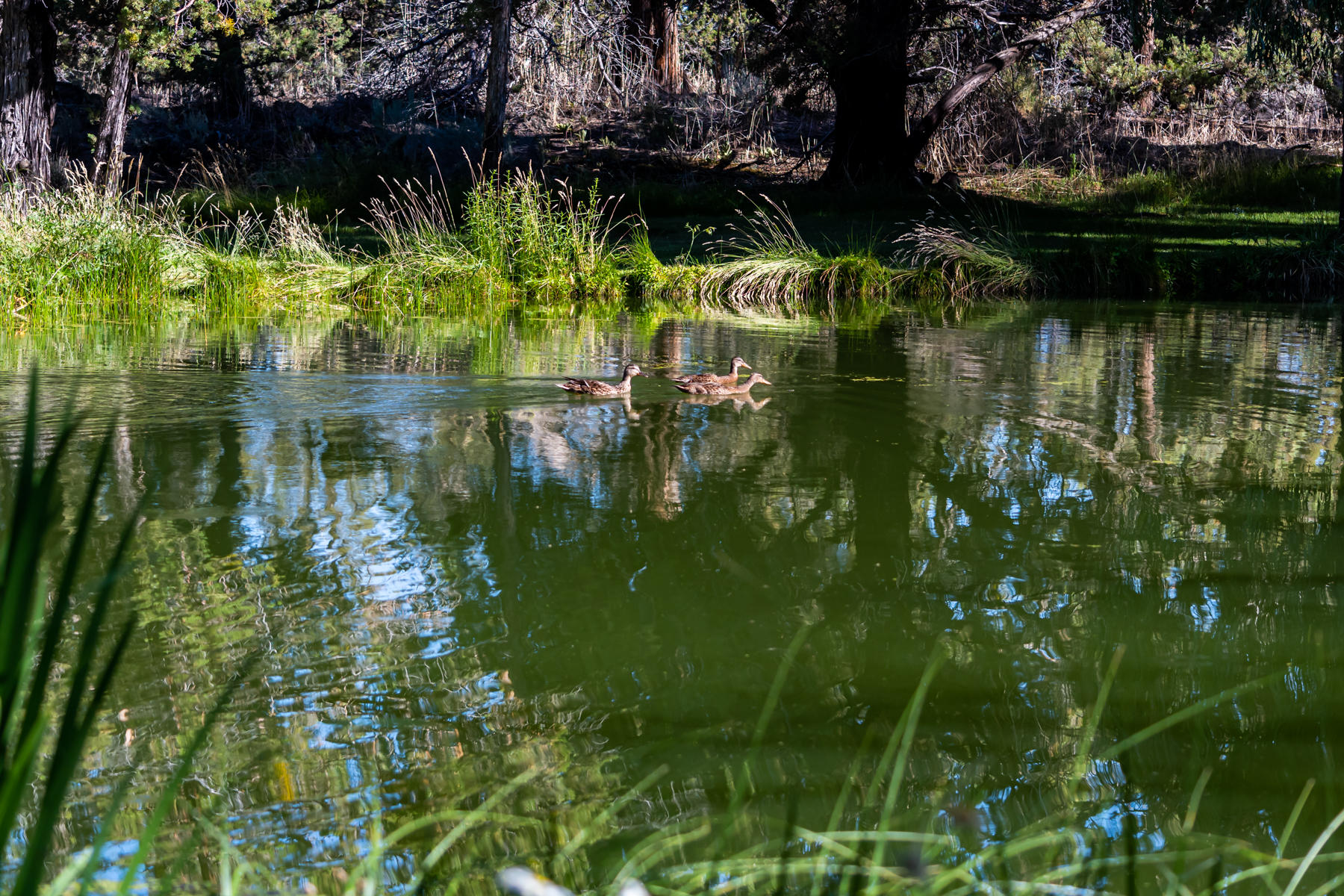 63245 Cole Road Bend, OR 97701 - Photo 8 of 37 08-Enjoy Wildlife out Your Back Door