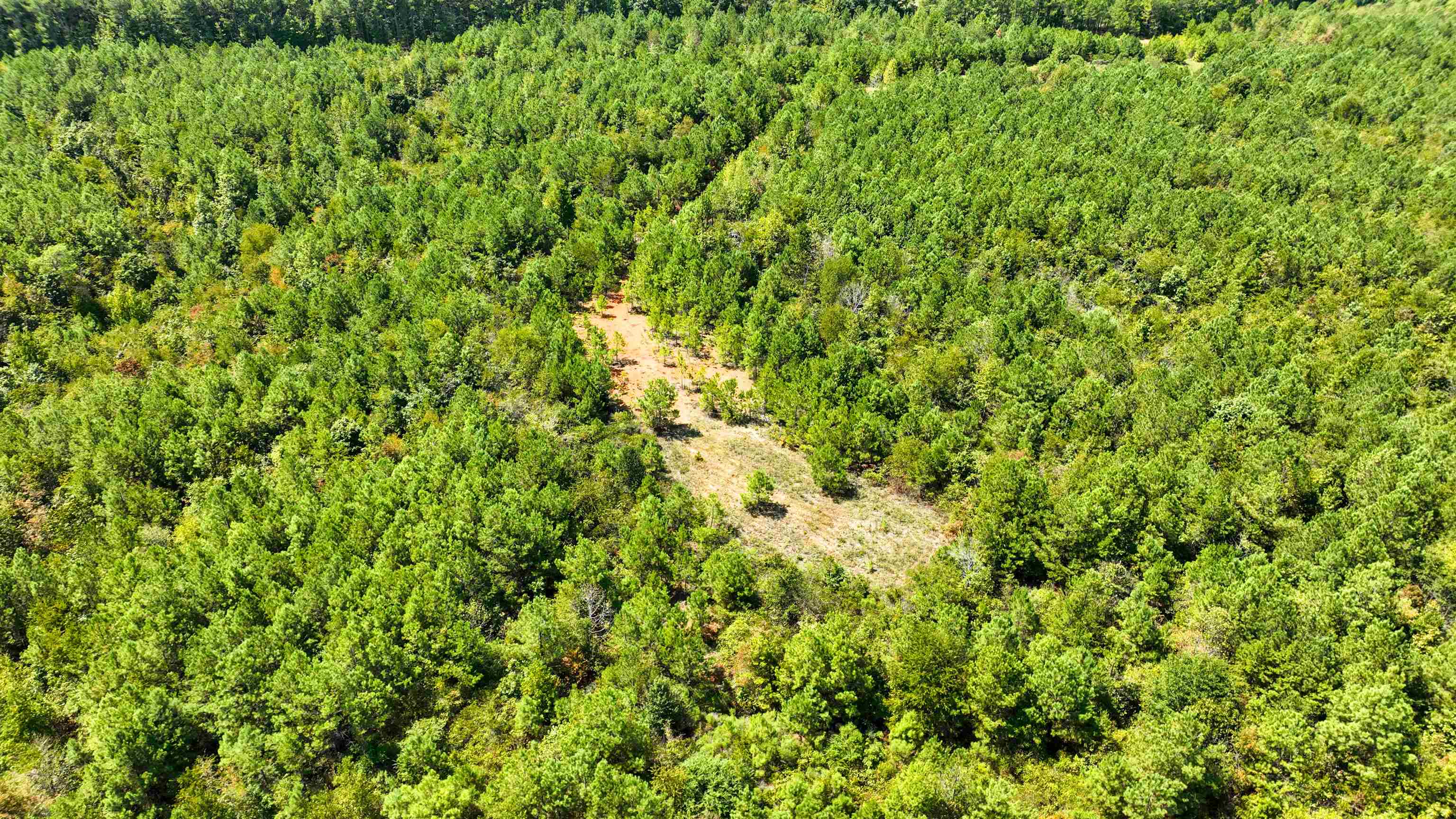 32 County 288 Road Iuka, MS 38852 - Photo 17 of 28 a view of a lush green field