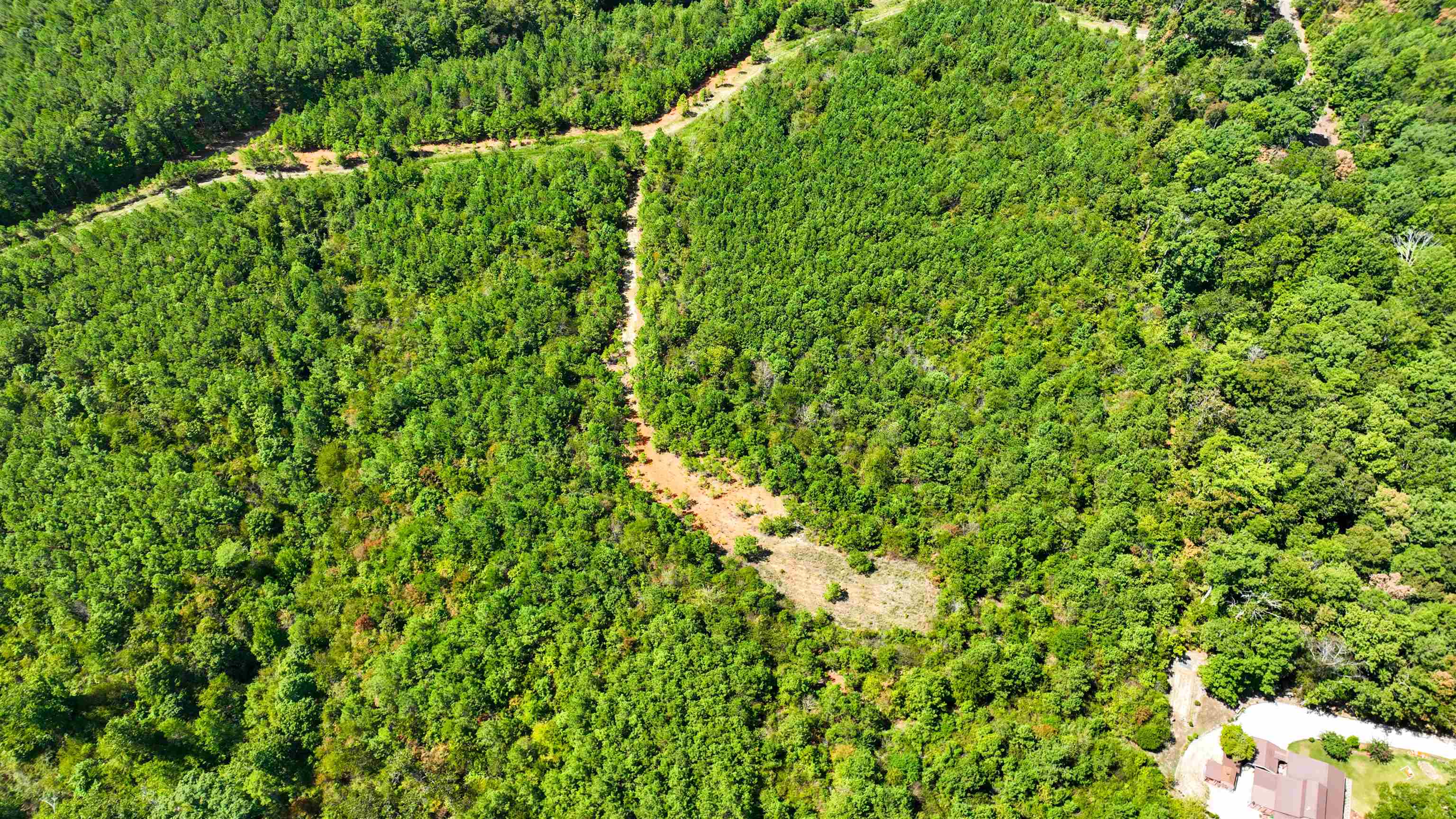 32 County 288 Road Iuka, MS 38852 - Photo 18 of 28 a view of a lush green forest with a tree