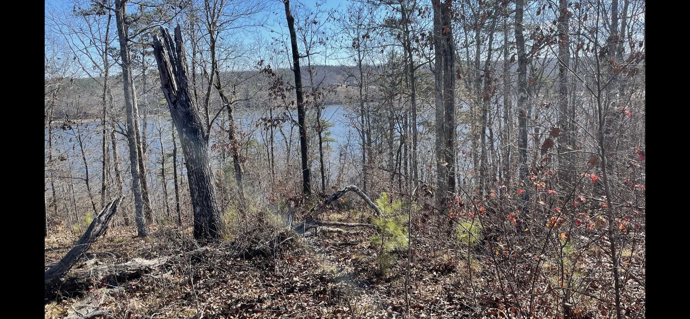 32 County 288 Road Iuka, MS 38852 - Photo 8 of 28 a view of a forest