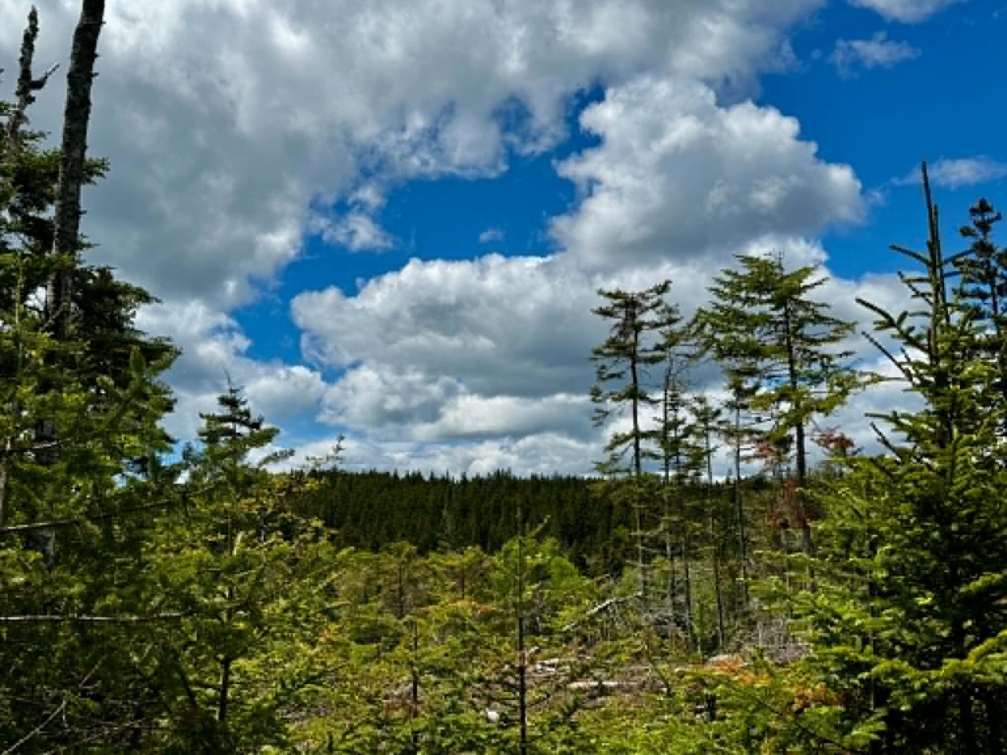 Lot 49 Port Road Machiasport, ME 04655 - Photo 3 of 14 2