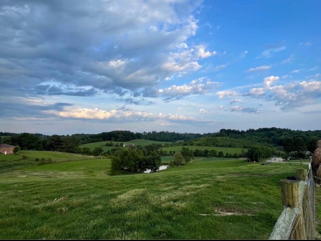 2975 Bethlehem Church Road Mount Hermon, KY 42157 - Photo 69 of 72 a view of a big yard with potted plants and large tree