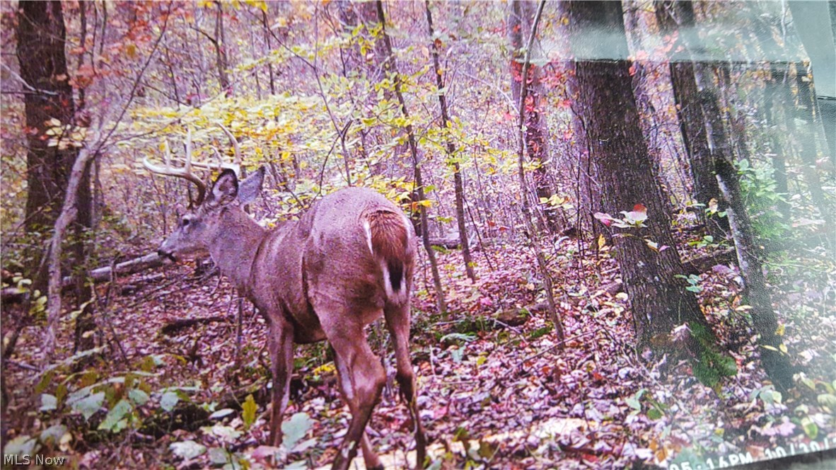 Yellow Water Road Lore City, OH 43755 - Photo 15 of 20 Gallery Image 15