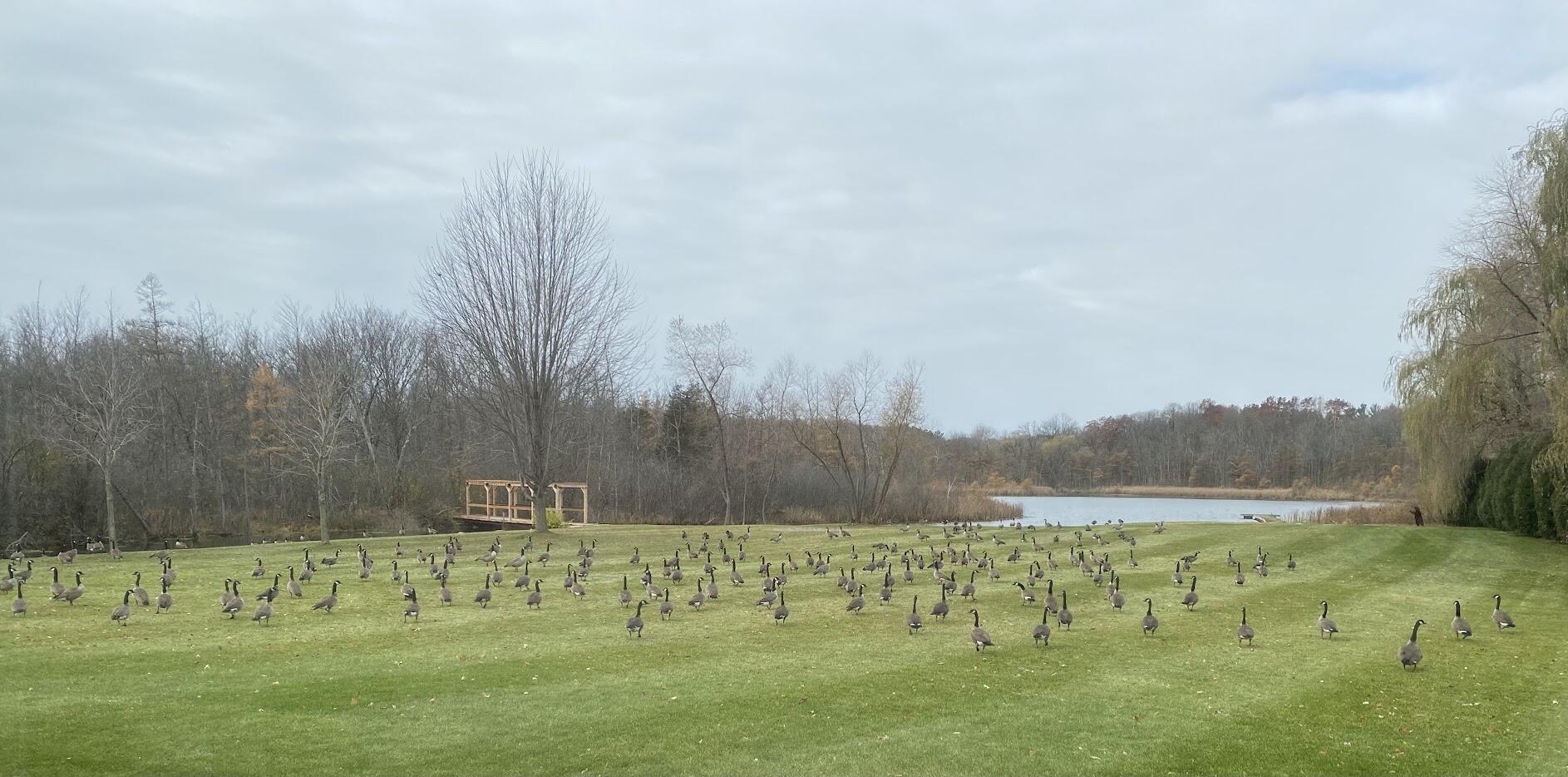 3790 Sherman Road Polk, WI 53086 - Photo 101 of 101 Geese