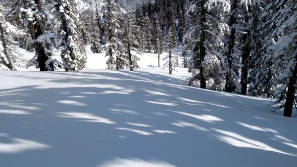 a view of road and trees